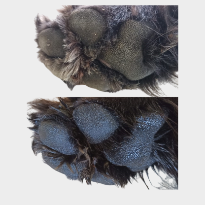 Balsamo Humectante paticas y nariz 100% natural para perros y gatos