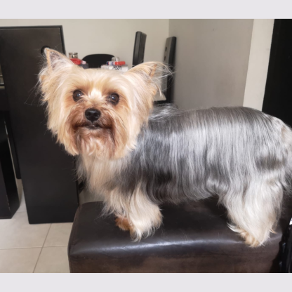 Shampoo todo en uno con repelentes de pulgas y garrapatas