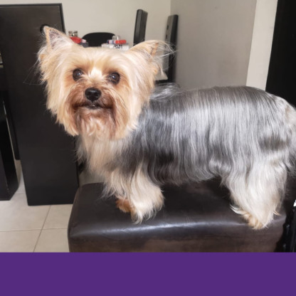 Desenredante con Keratina Perros